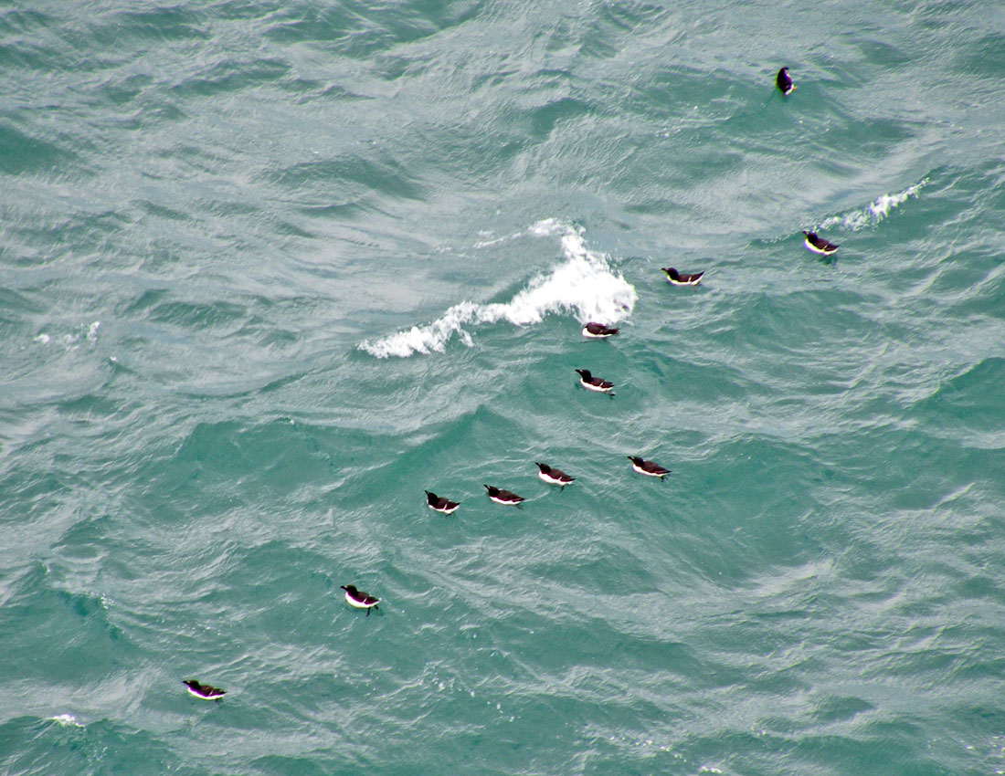 Gita all''isola di Skomer (Galles)